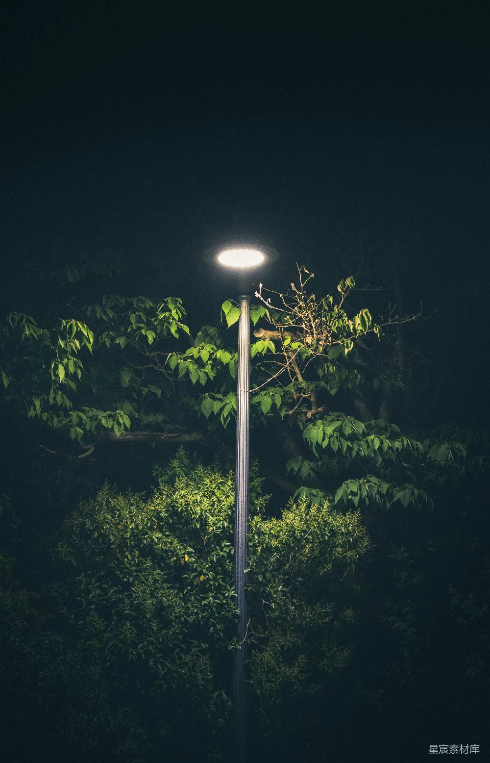 高清摄影 夜景 路灯 自然 城市 宁静 夜幕下的路灯与绿植
