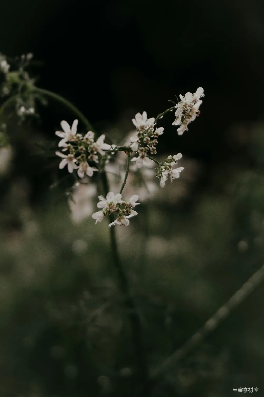 高清摄影 花朵 雨后 自然 清新 宁静 雨后的小花