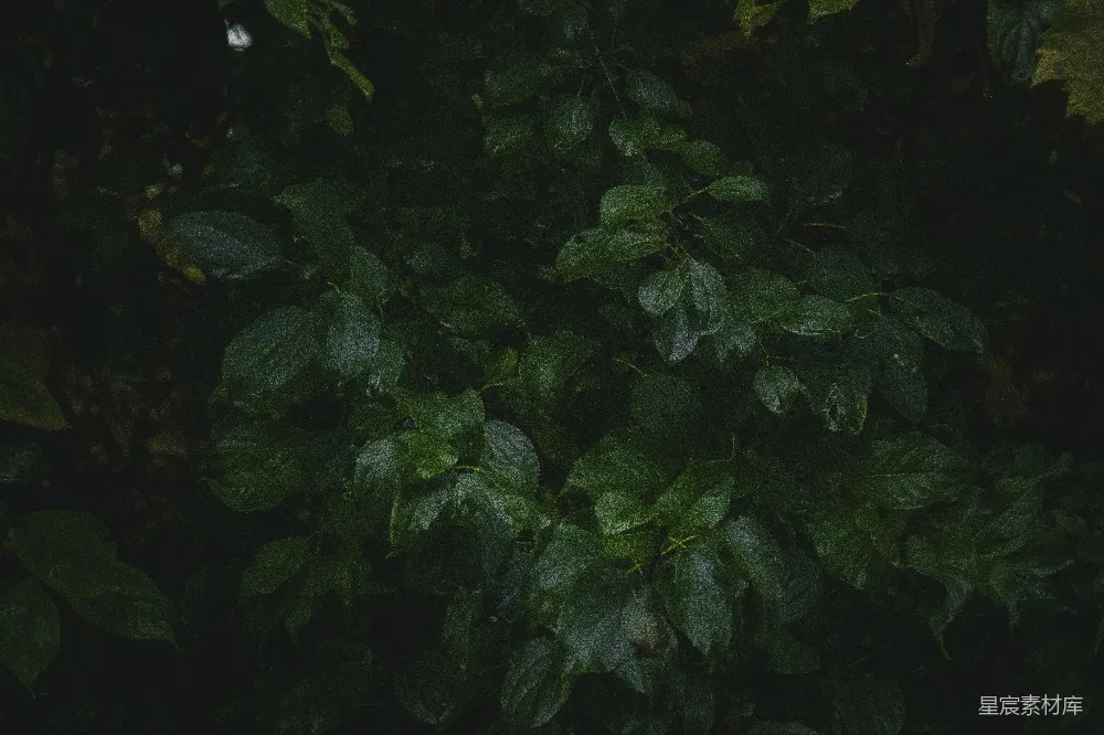 高清摄影 植物 深色背景 自然 绿色 户外 深色背景下的绿色植物