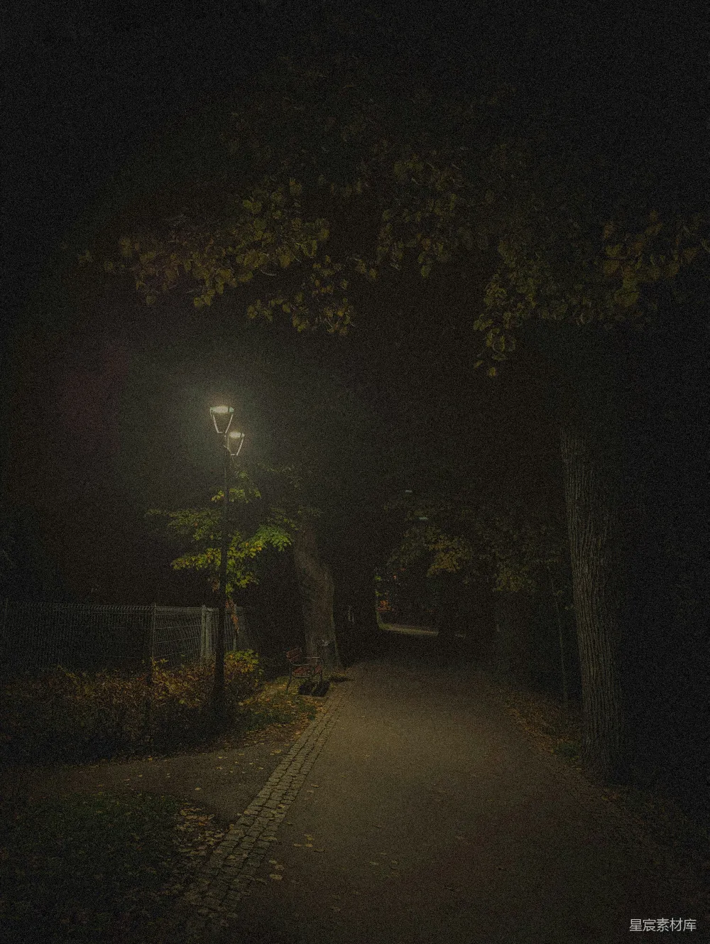 高清摄影 夜晚 路灯 树木 公园 宁静 夜色中的小径