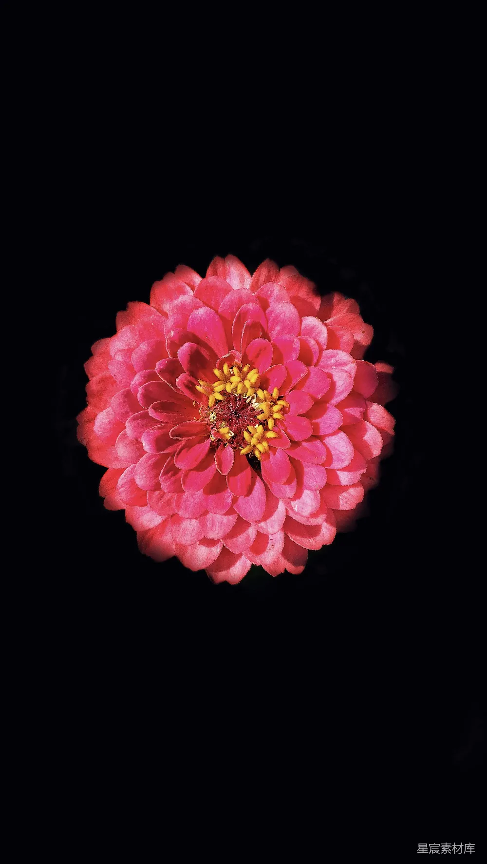 高清摄影 花朵 暗黑背景 静谧 自然 艺术 静谧中的热情：红色花朵与黑暗背景