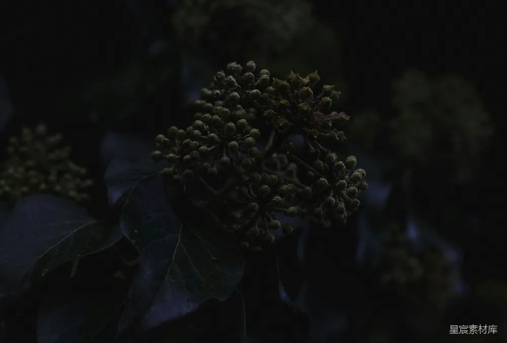 高清摄影 植物 夜间摄影 自然 细节 静谧 夜晚的植物特写