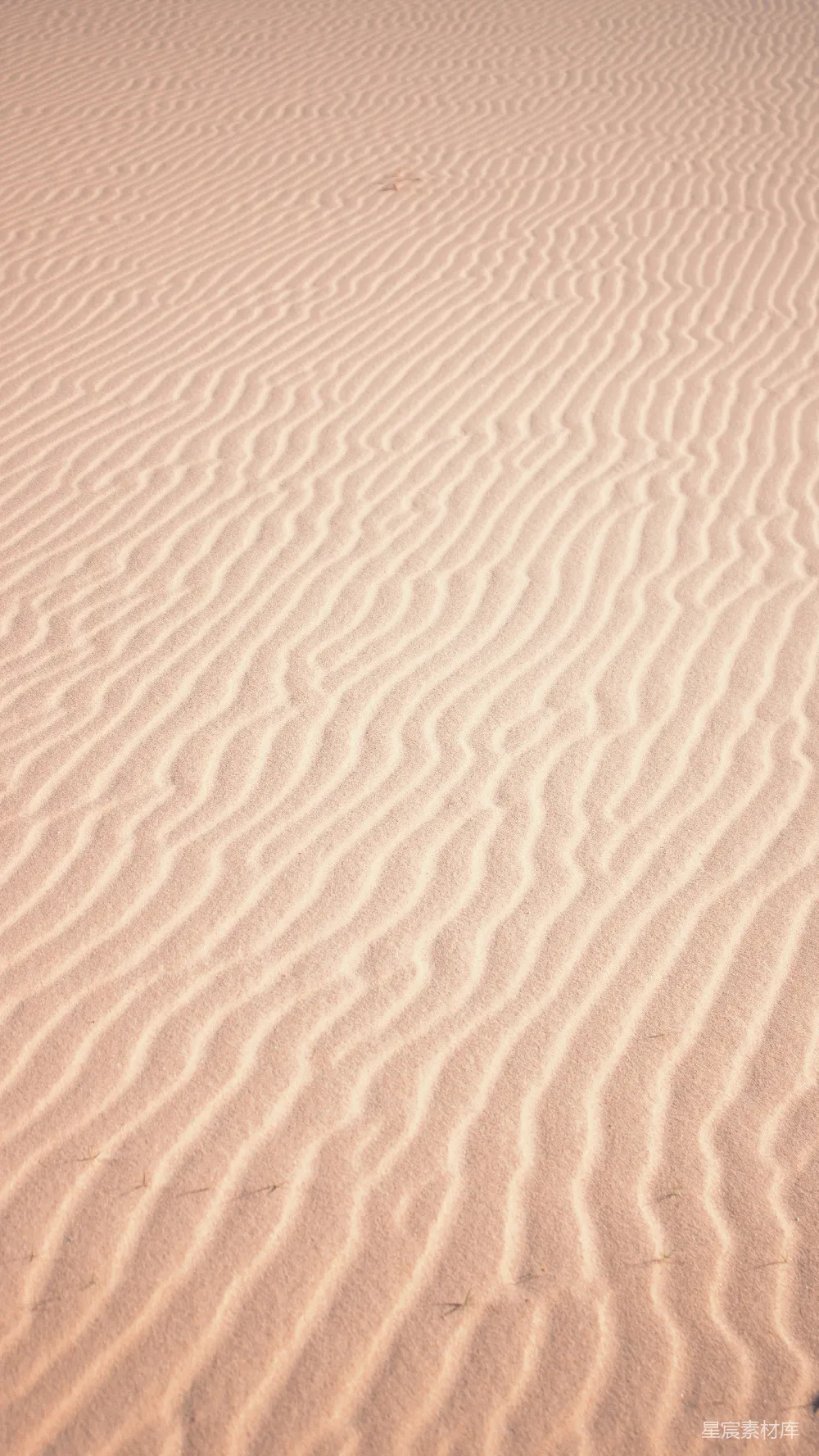 高清摄影 沙漠 纹理 自然 背景 沙漠景观 沙漠中的沙纹