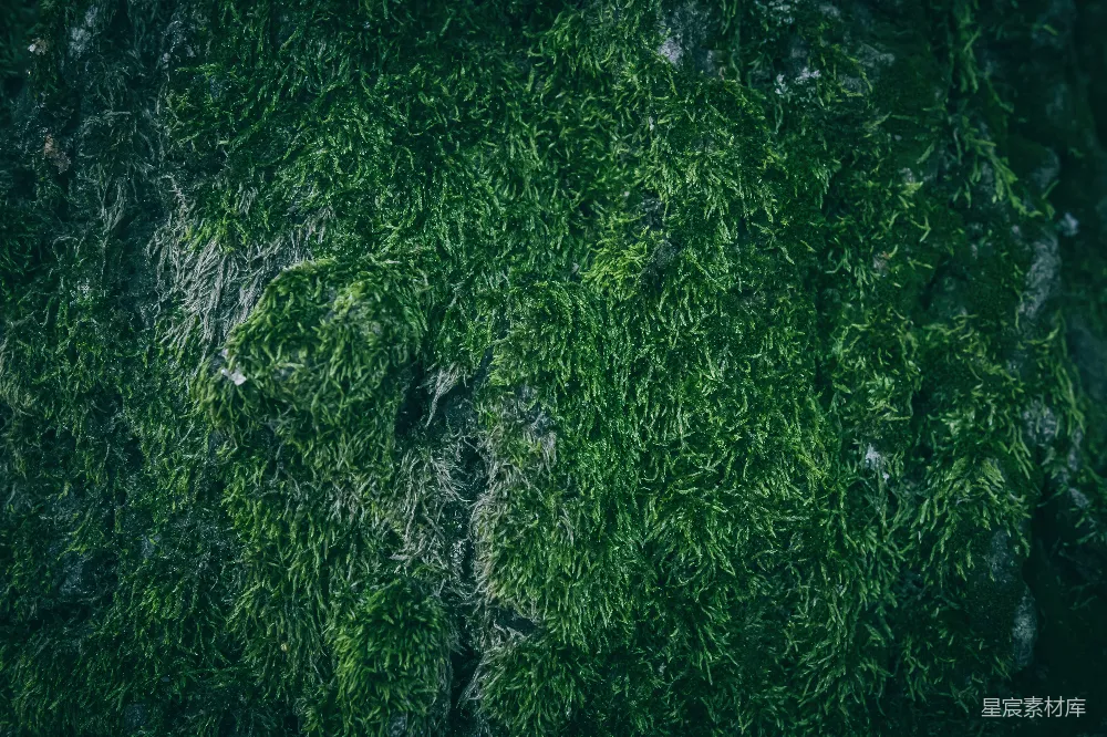 高清摄影 青苔 自然 纹理 背景 户外 青苔覆盖的岩石