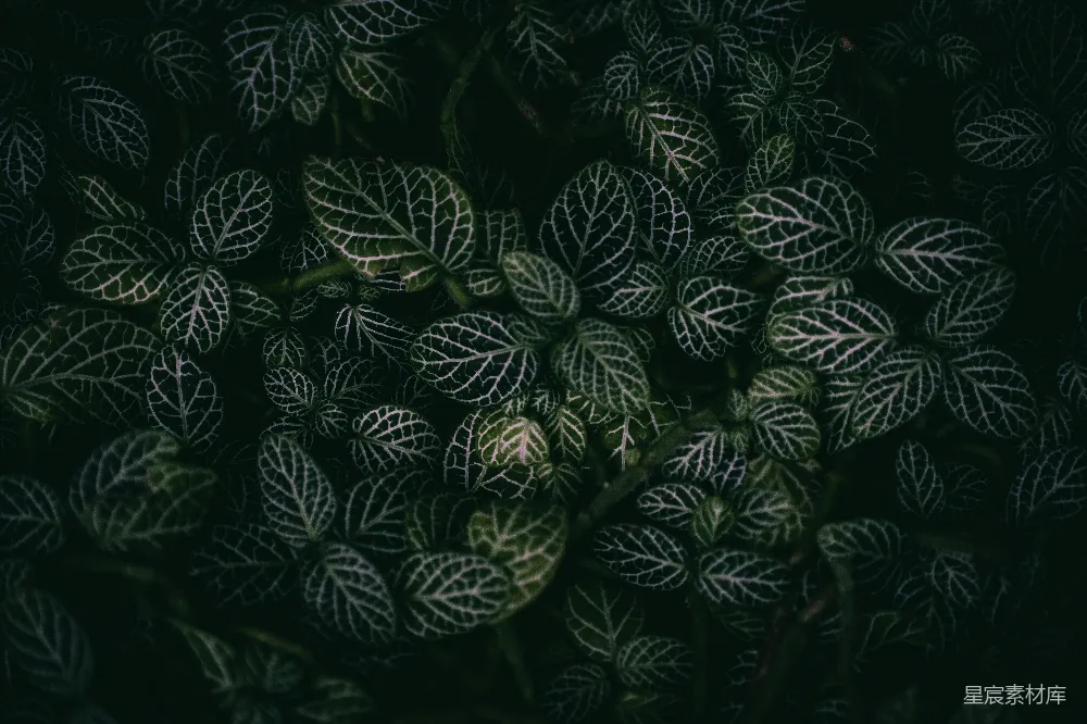 高清摄影 植物 深色背景 自然 细节 神秘 神秘的绿色植物
