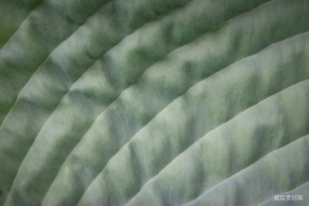 高清摄影 自然 纹理 绿色 植物 背景 自然纹理的绿色叶片