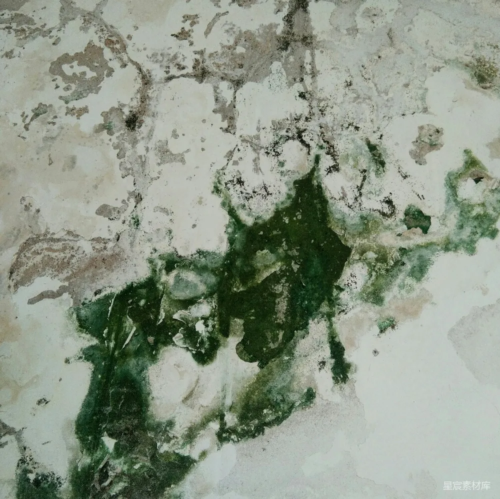 高清摄影 抽象艺术 自然元素 墙面纹理 艺术背景 绿植元素 斑驳的绿意