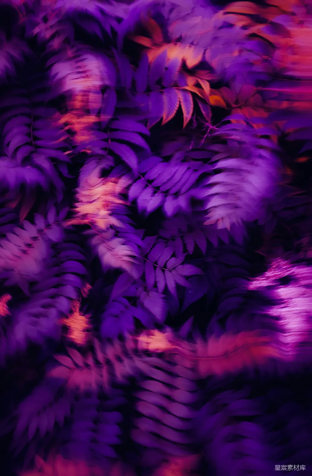 高清摄影 植物 梦幻 紫色 自然 抽象 梦幻紫色植物特写