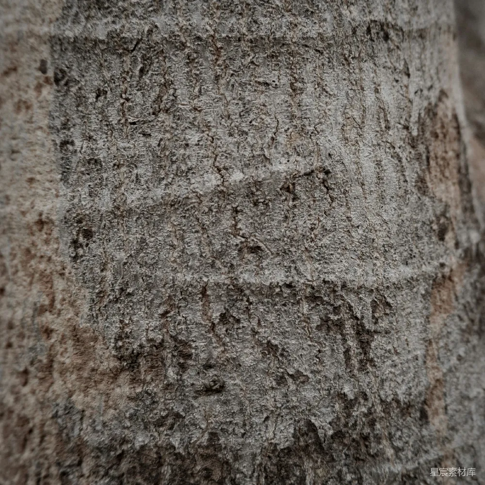 高清摄影 树皮 纹理 自然 背景 细节 粗糙的树皮纹理