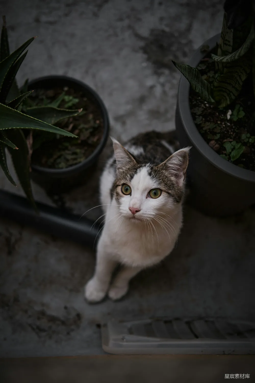 高清摄影 猫 花园 植物 宠物 自然 花园里的猫