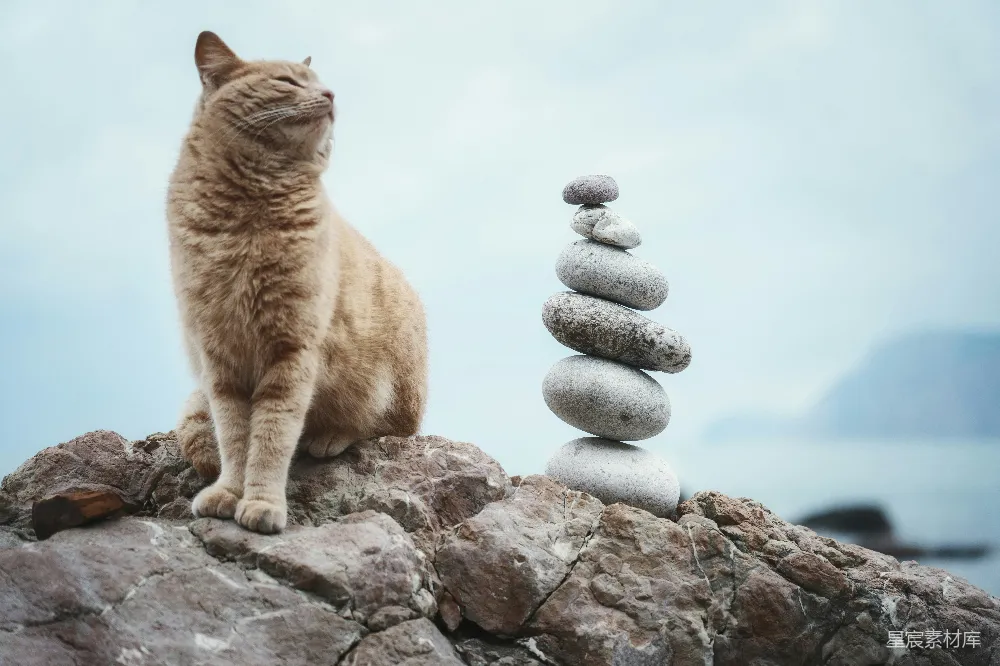 高清摄影 猫 平衡石 宁静 自然 海滩 猫与平衡石：宁静的海边