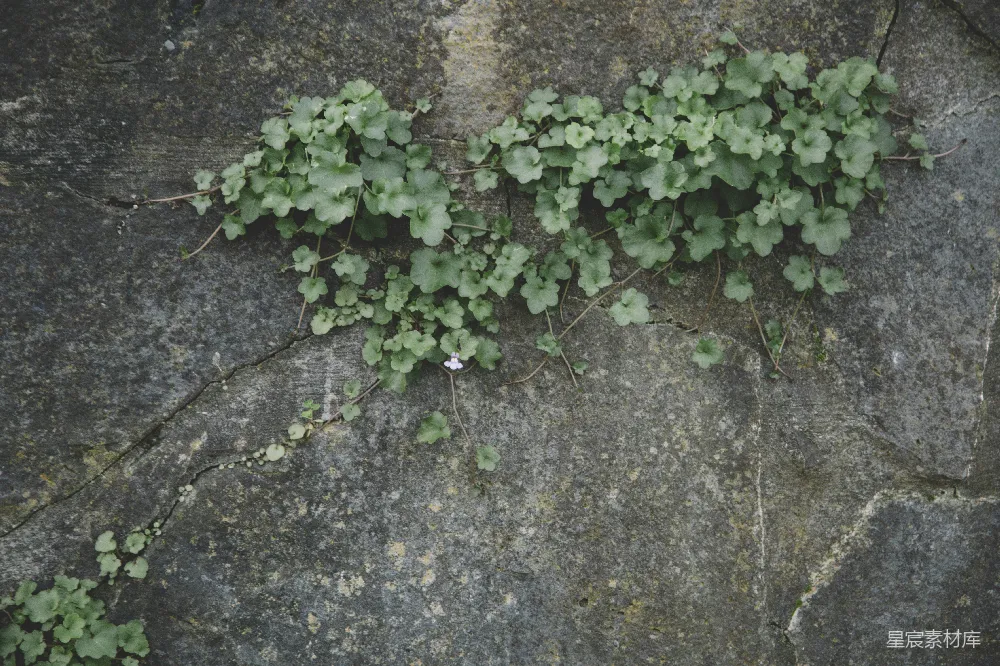 高清摄影 自然 植物 石头 生长 生命力 石缝中的绿色生机