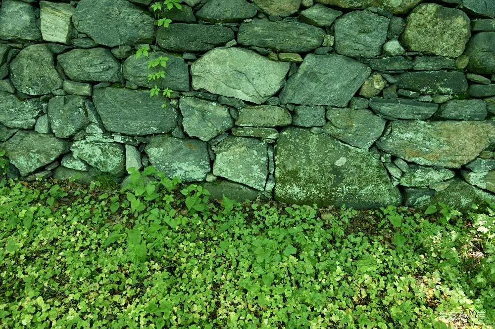 高清摄影 石墙 自然 植物 乡村 背景 古老石墙与生长的植物