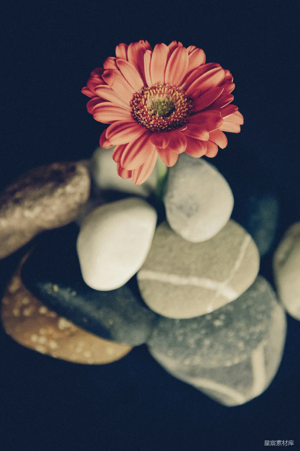 高清摄影 自然 静谧 艺术 花与石 宁静 静谧的花与石