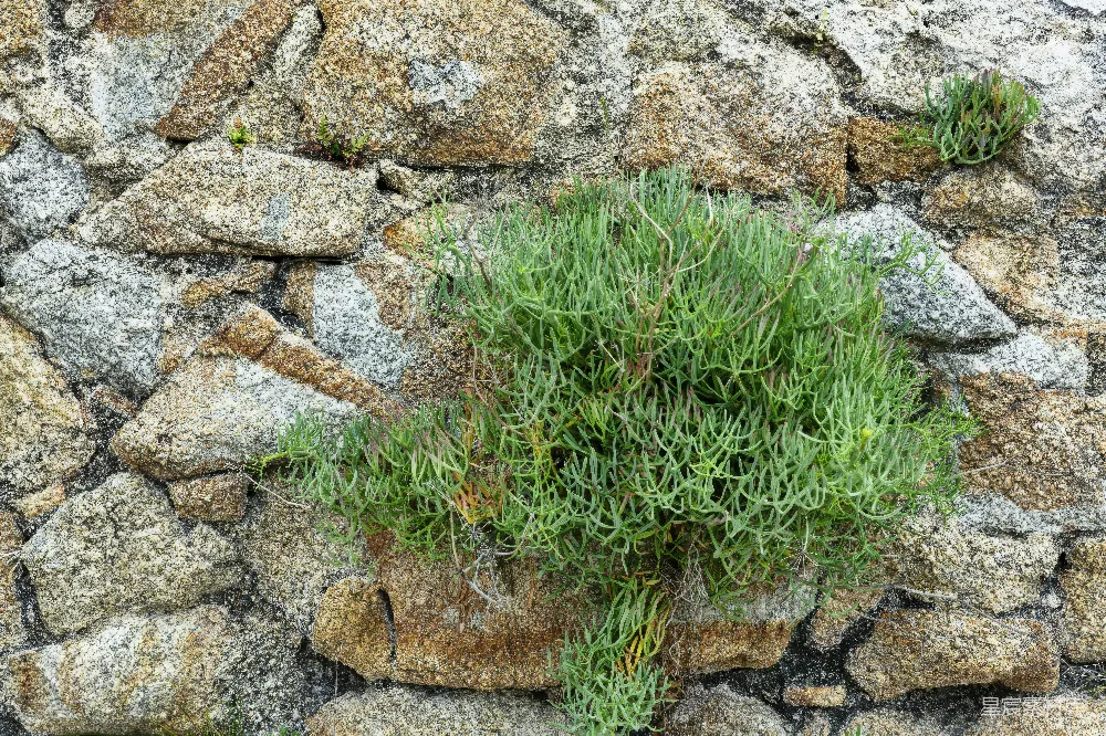 高清摄影 自然 岩石 植物 生态 户外 岩石间的绿色植物