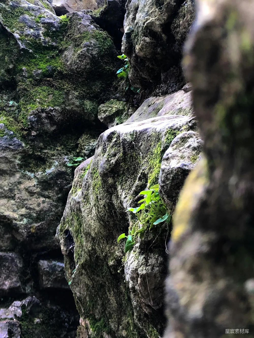 高清摄影 自然 岩石 苔藓 户外 宁静 苔藓覆盖的岩石缝隙