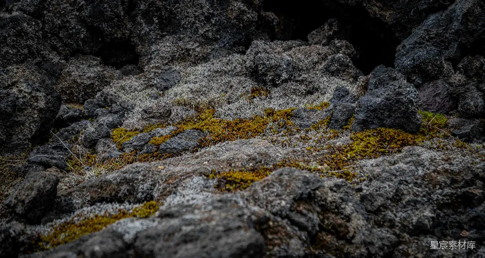 高清摄影 自然 岩石 苔藓 生态 地景 岩石与苔藓的自然交响曲
