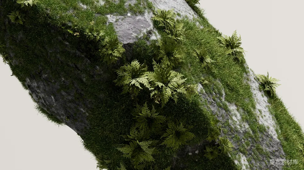 高清摄影 蕨类植物 岩石 自然景观 生态 户外 岩石上的蕨类植物