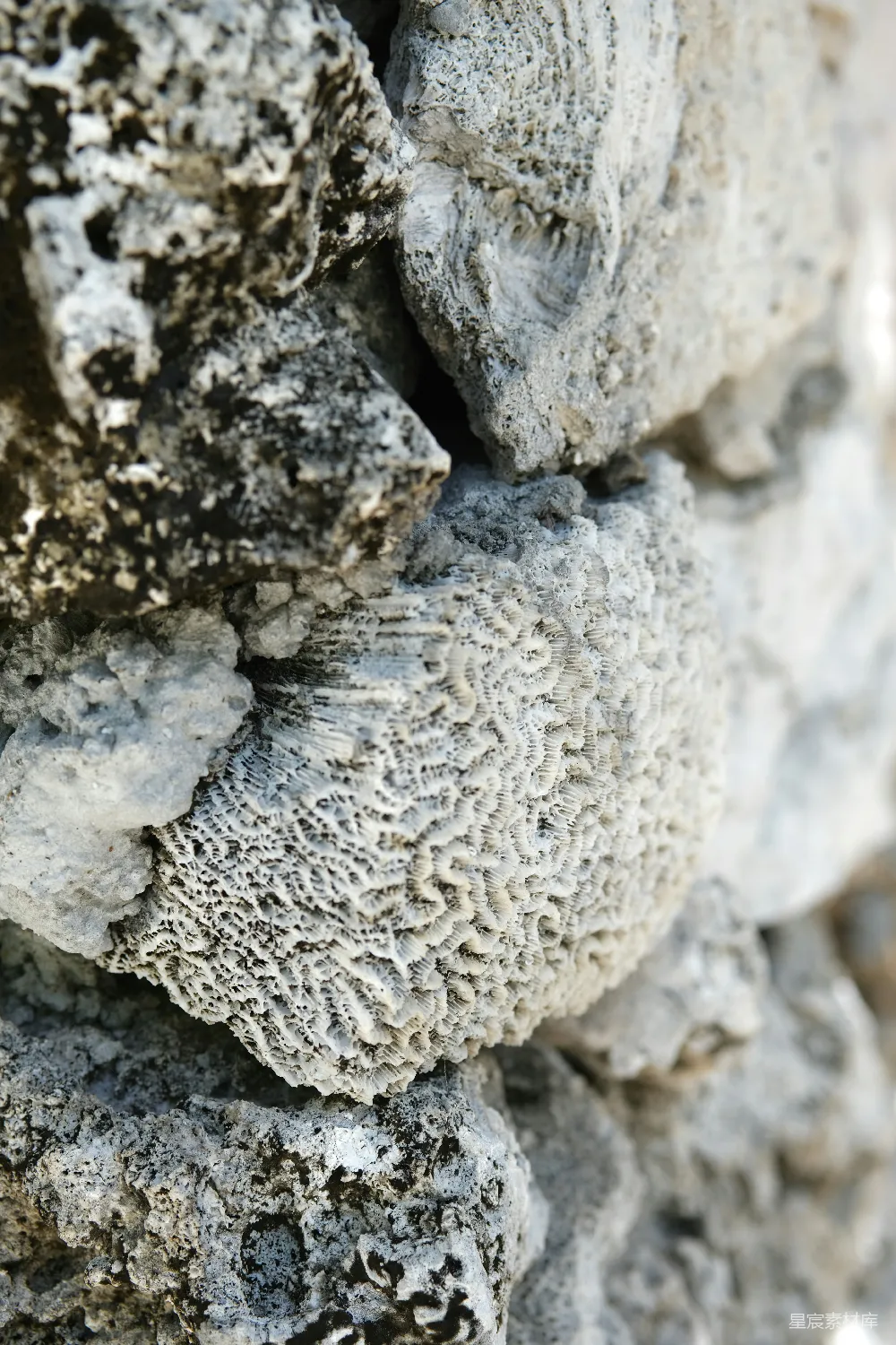 高清摄影 珊瑚礁 自然 海滩 海洋 生态 珊瑚礁特写