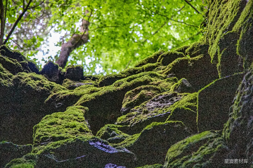 高清摄影 森林 苔藓 岩石 自然 宁静 森林中的苔藓岩石