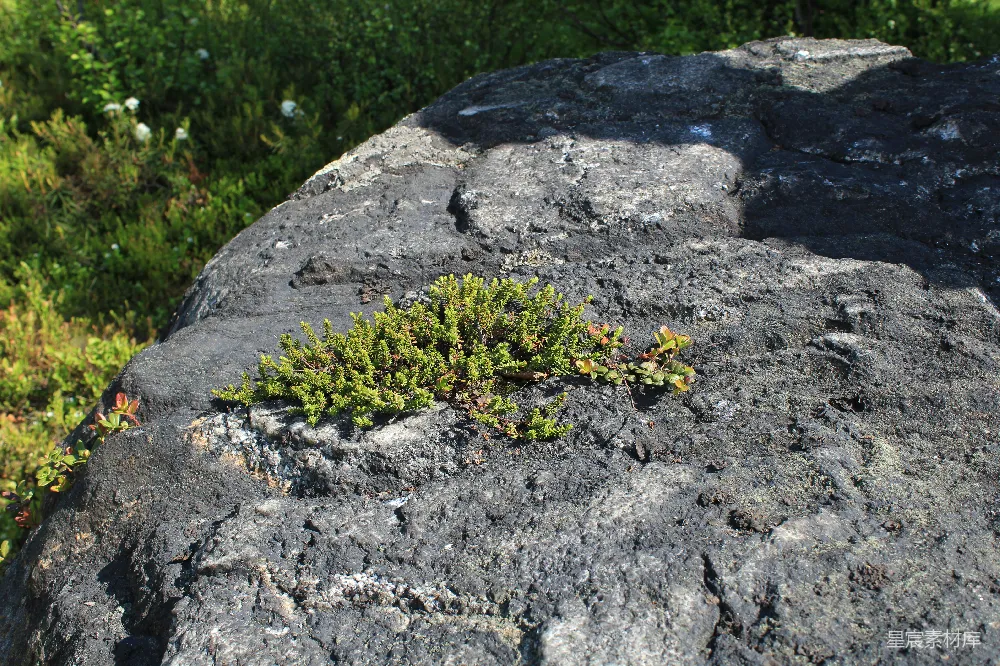 高清摄影 自然 岩石 植物 户外 生态系统 岩石上的植被