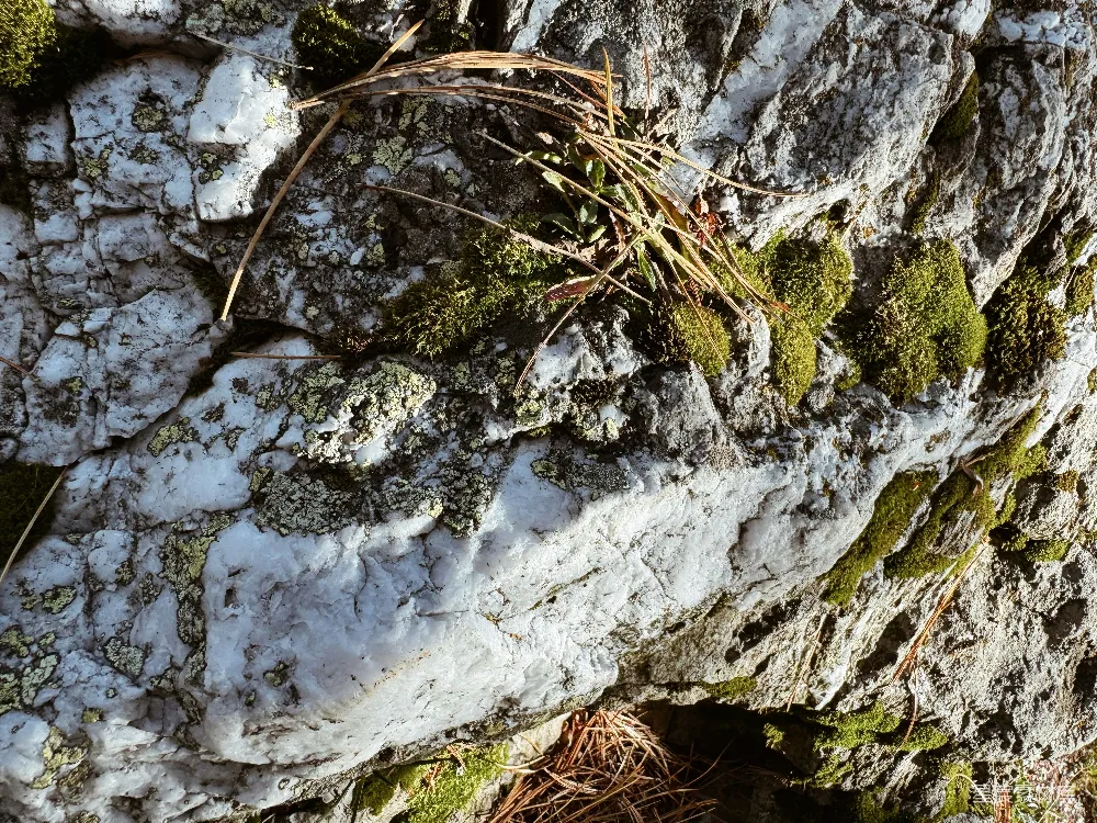 高清摄影 岩石 苔藓 自然 阳光 户外 岩石上的苔藓与阳光