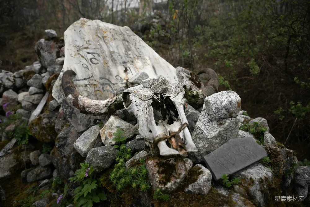 高清摄影 自然 动物骸骨 野外 历史遗迹 自然景观 荒野中的动物骸骨