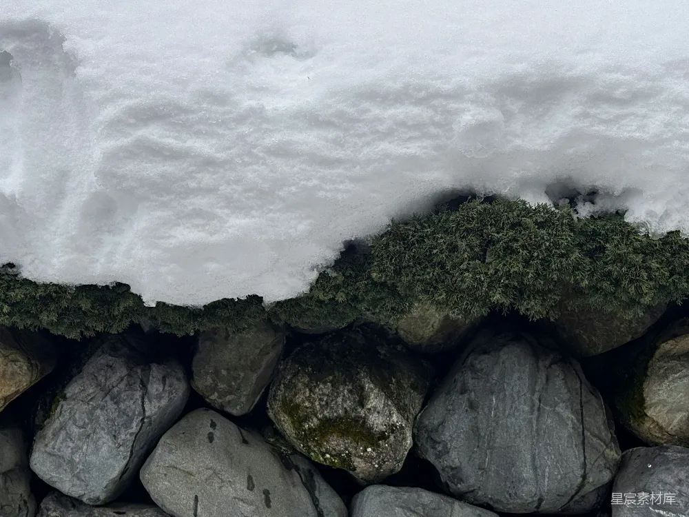 高清摄影 雪景 自然 岩石 青苔 冬日 雪后岩石上的青苔