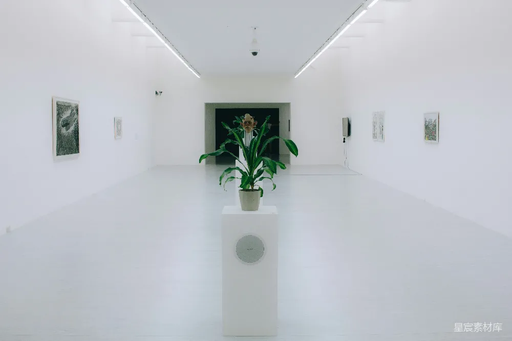 高清摄影 艺术空间 简约风格 植物装饰 现代艺术 室内设计 简约艺术空间：白色墙壁与植物的对话