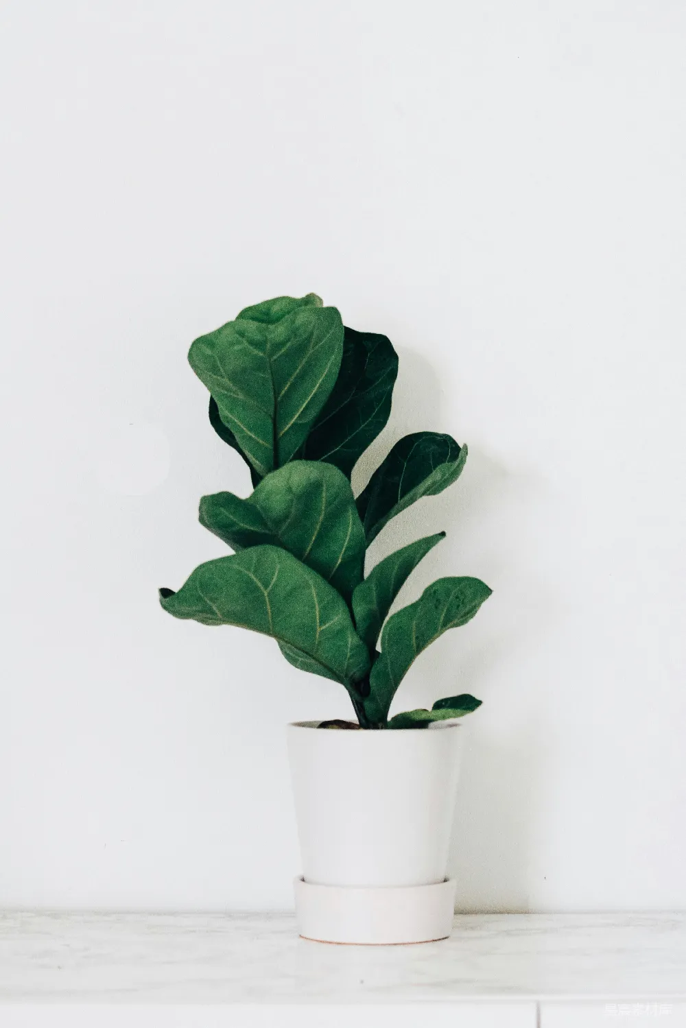 高清摄影 绿植 简约 室内装饰 植物 清新 简约绿植插图