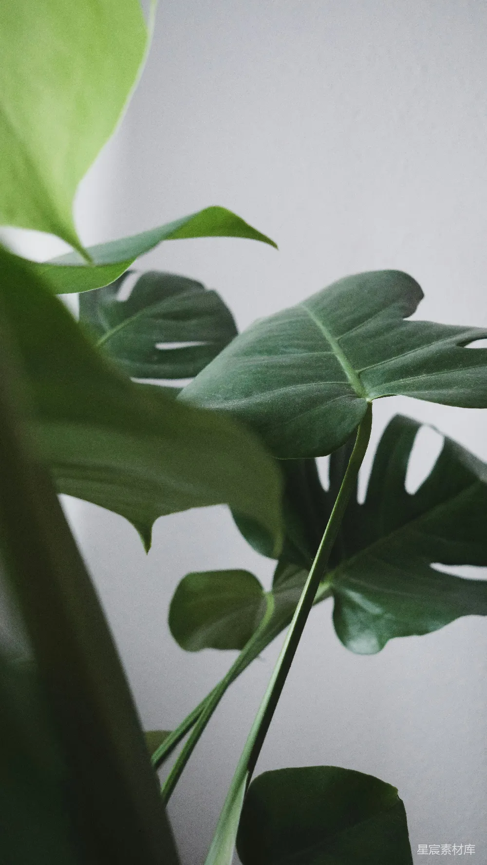 高清摄影 植物 自然 清新 室内装饰 绿色 热带植物的自然之美