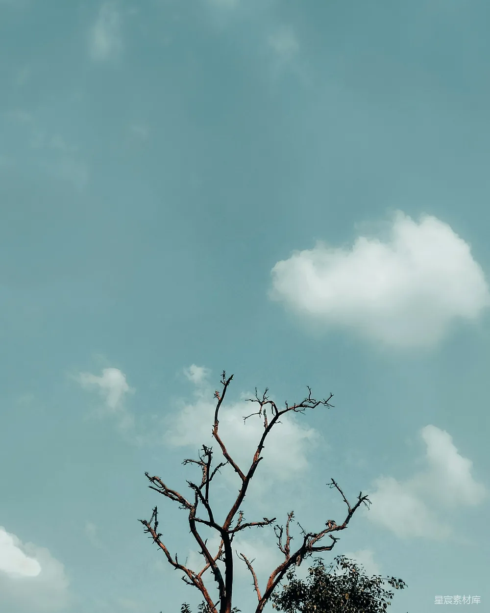 高清摄影 自然 天空 枯木 宁静 户外 枯木与蓝天