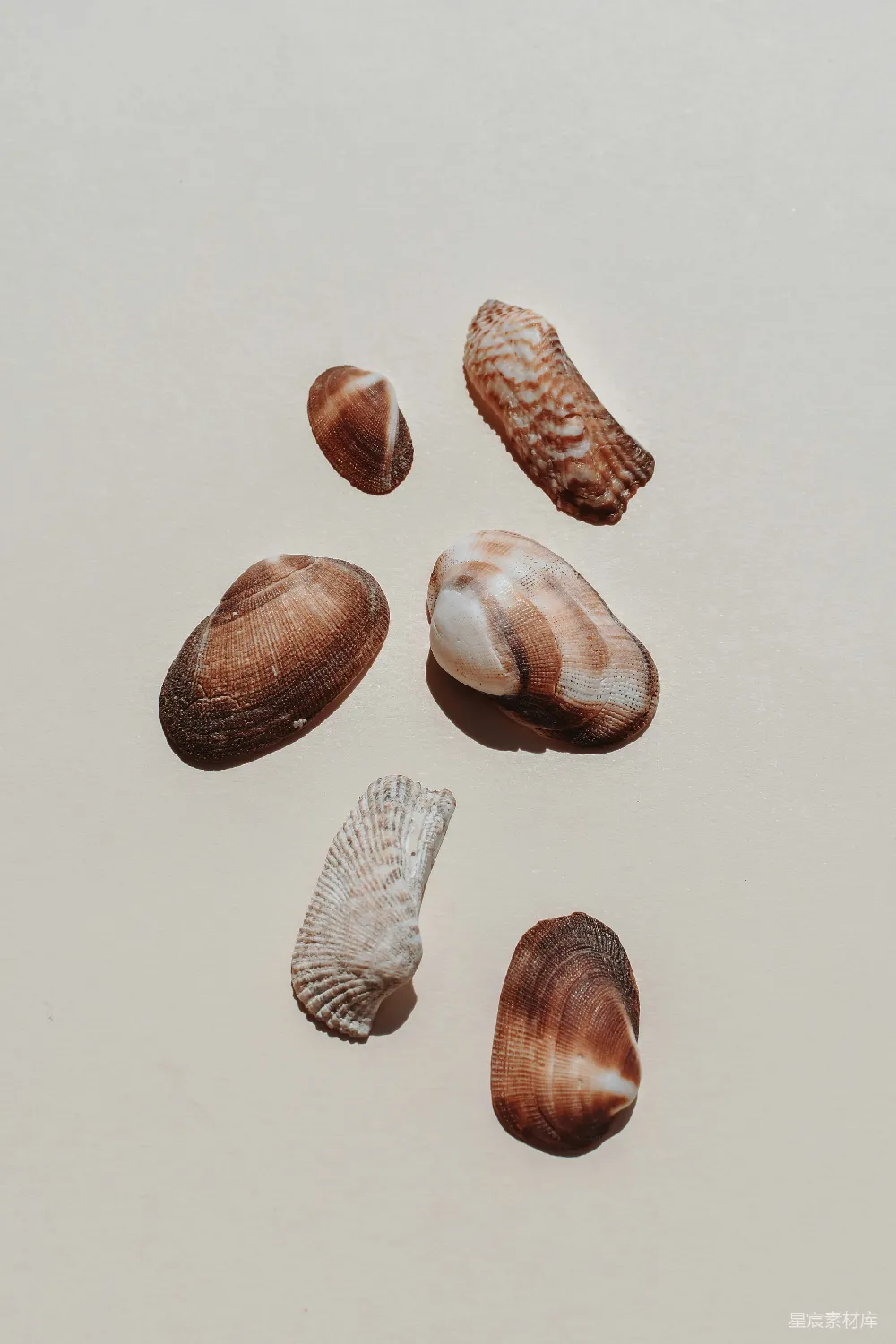 高清摄影 贝壳 静物摄影 自然 海滩 图案 六枚贝壳的静物排列