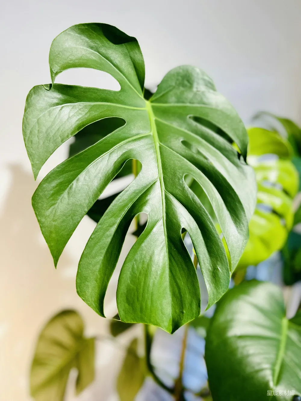 高清摄影 植物 自然 室内装饰 清新 绿色 龟背竹叶片特写