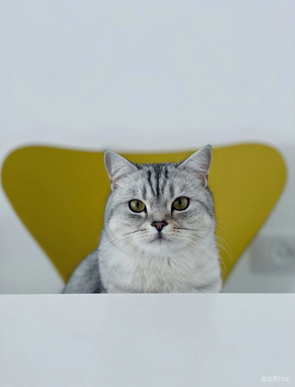 高清摄影 猫咪 宠物 静物 室内 可爱 猫咪凝视