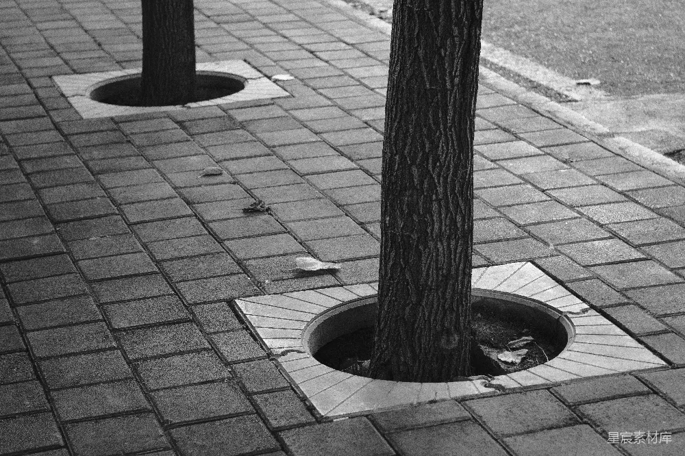 高清摄影 黑白摄影 树 井盖 城市景象 对比 树与井盖的黑白对话
