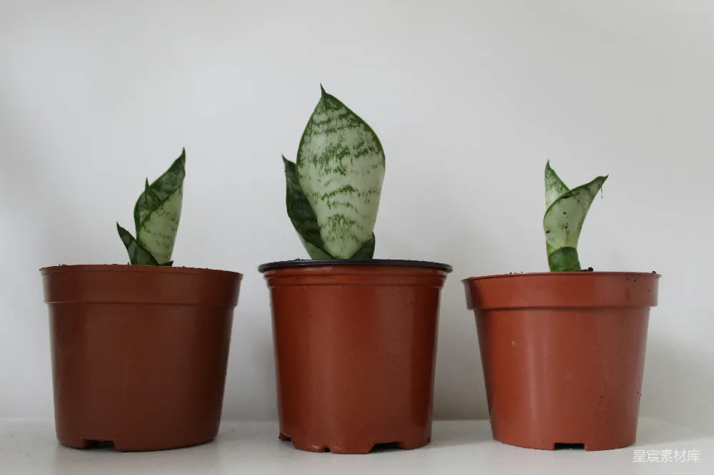 高清摄影 多肉植物 室内植物 盆栽 绿色植物 家庭园艺 三盆多肉植物
