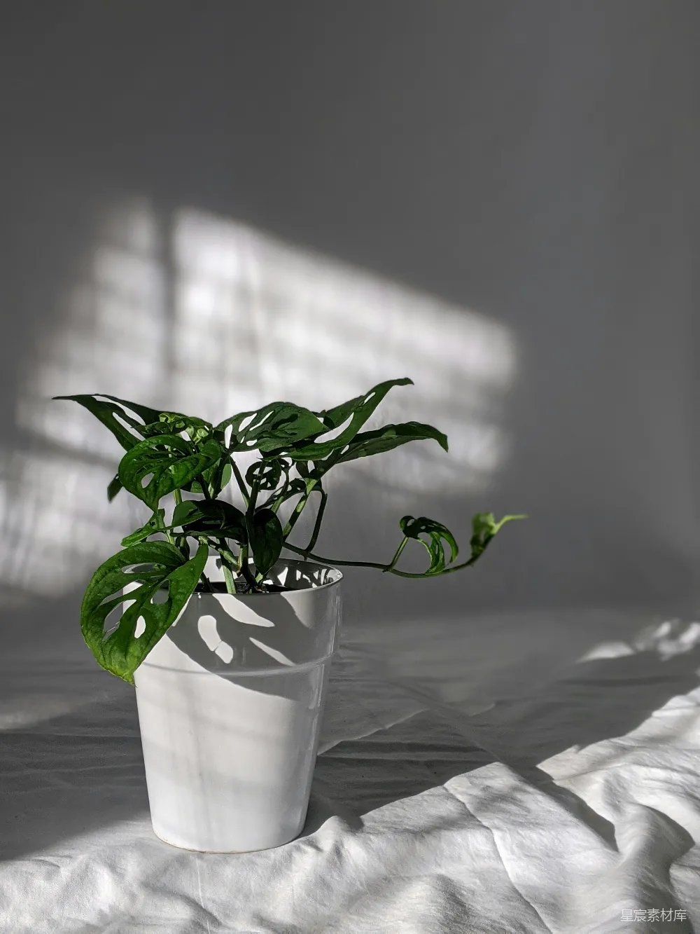 高清摄影 植物 自然 光影 室内 宁静 光影下的绿植