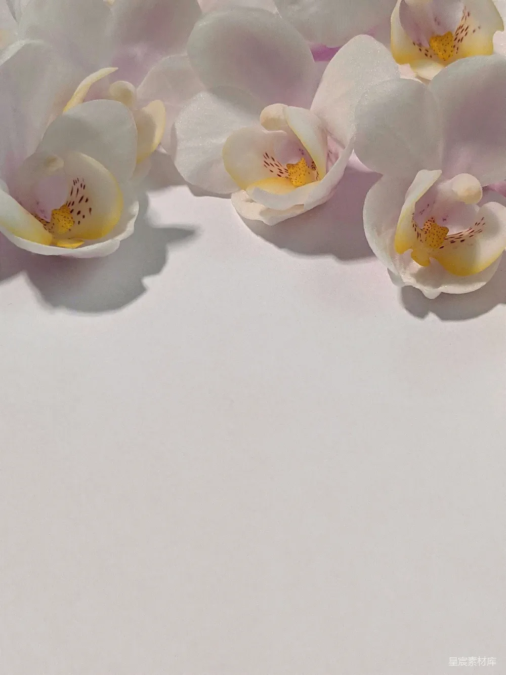 高清摄影 兰花 花艺 自然 清新 装饰 白兰花开