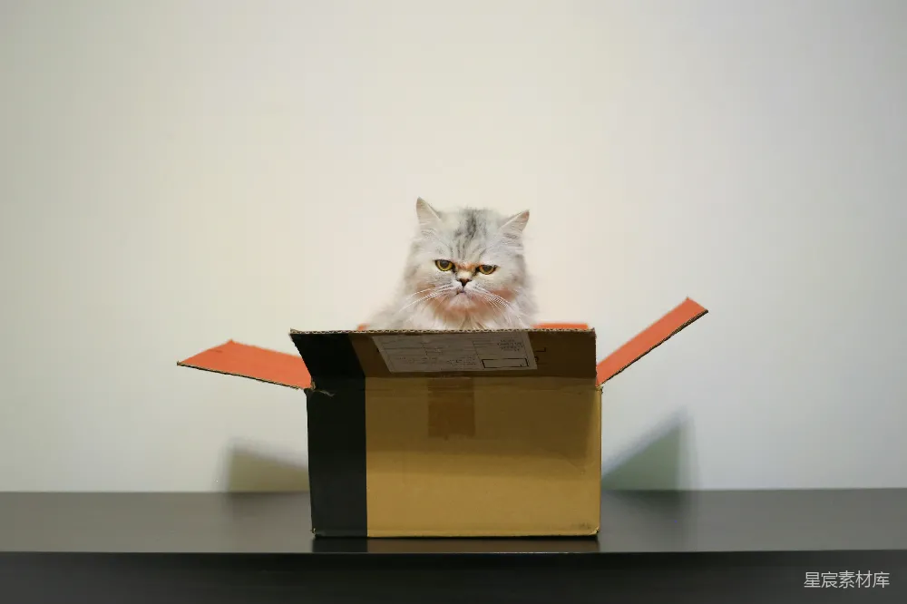 高清摄影 猫咪 纸箱 宠物 生活 趣味 猫与纸箱