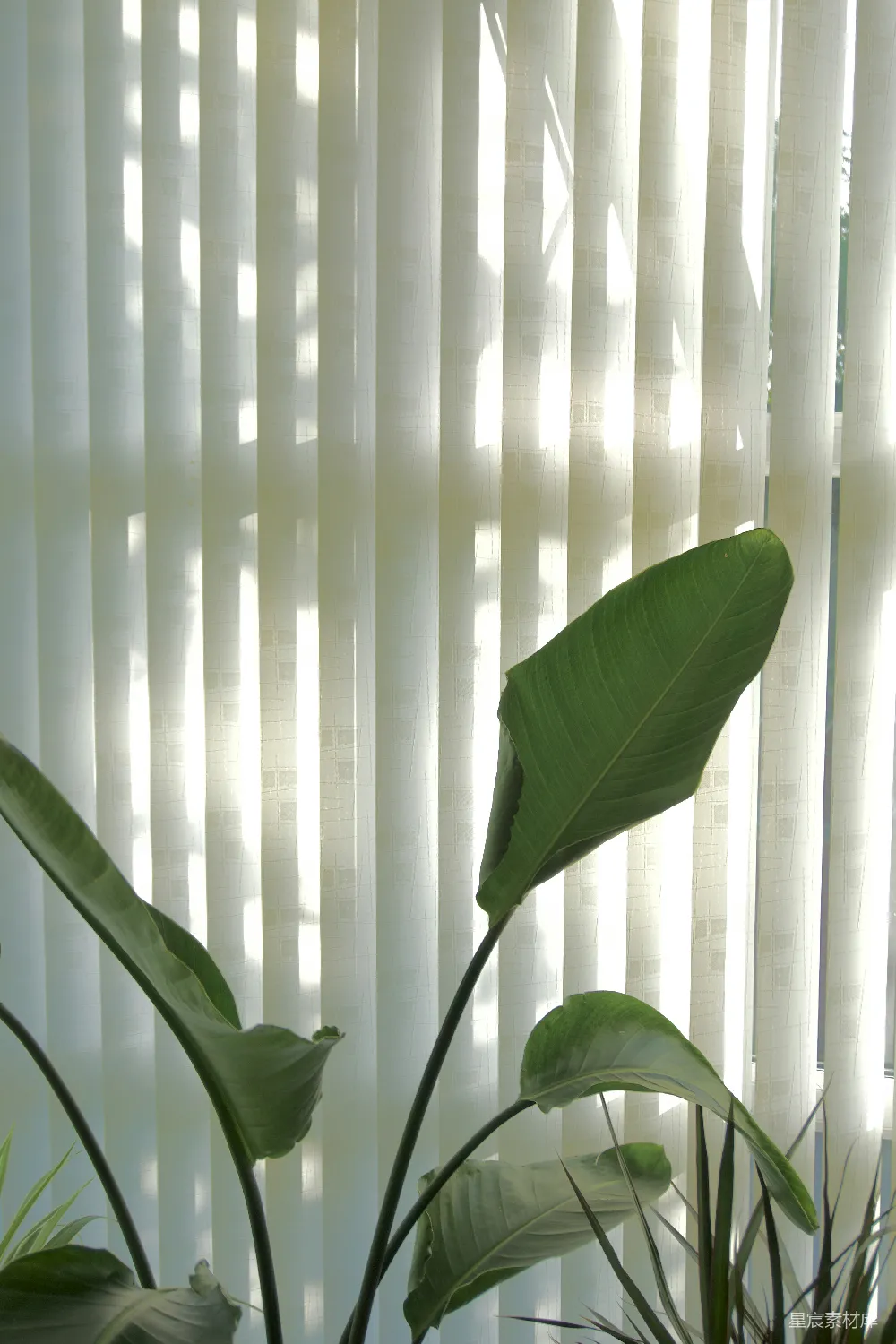 高清摄影 植物 光影 自然 室内 清新 阳光透过百叶窗的光影