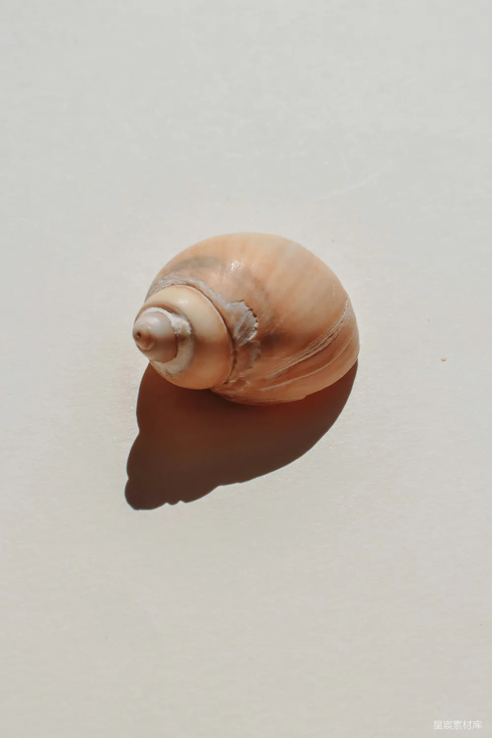 高清摄影 贝壳 自然 海滩 简洁 静物 海滩上的贝壳
