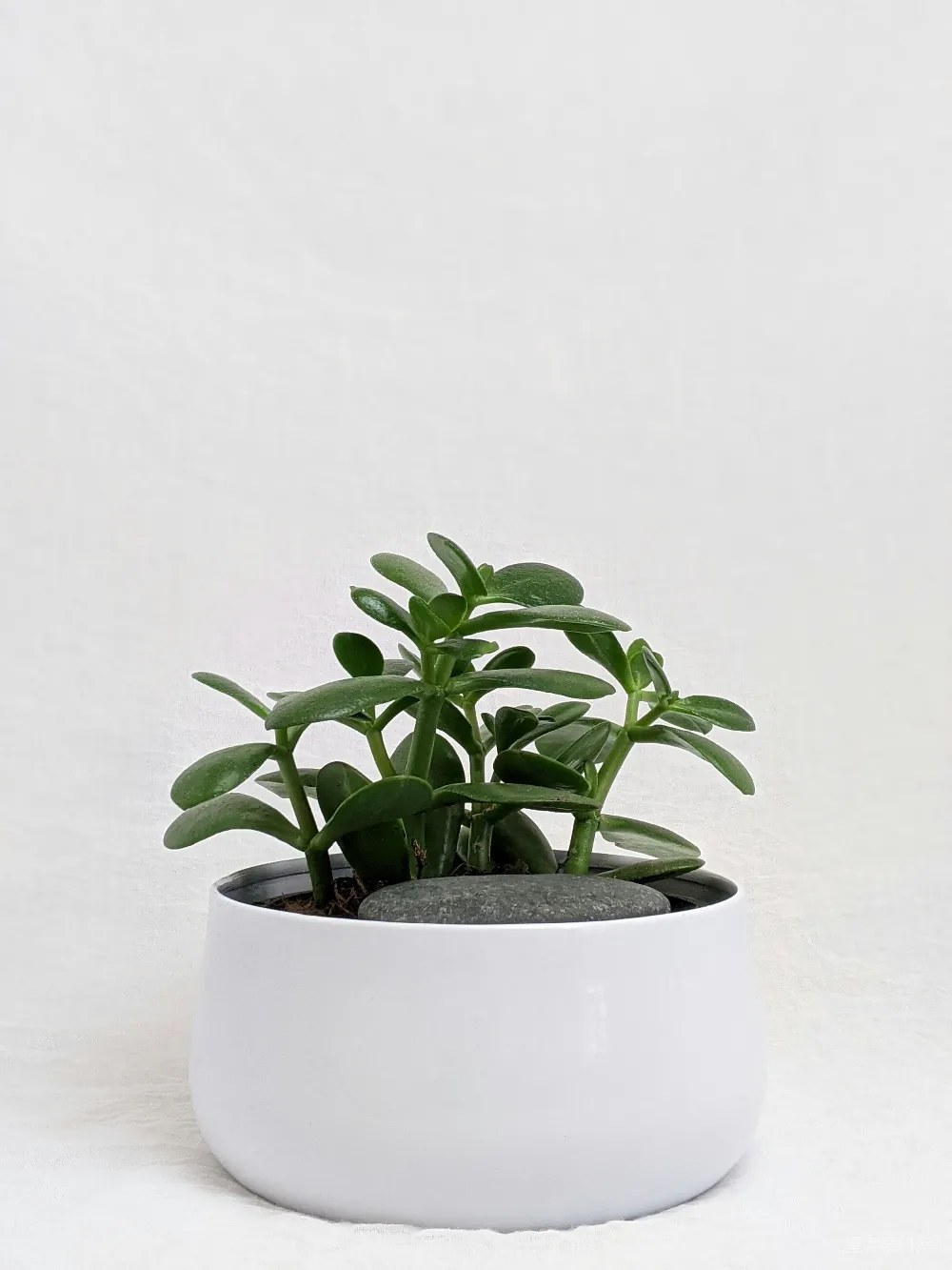 高清摄影 绿植 盆栽 简约风格 室内装饰 植物 简约绿植盆景