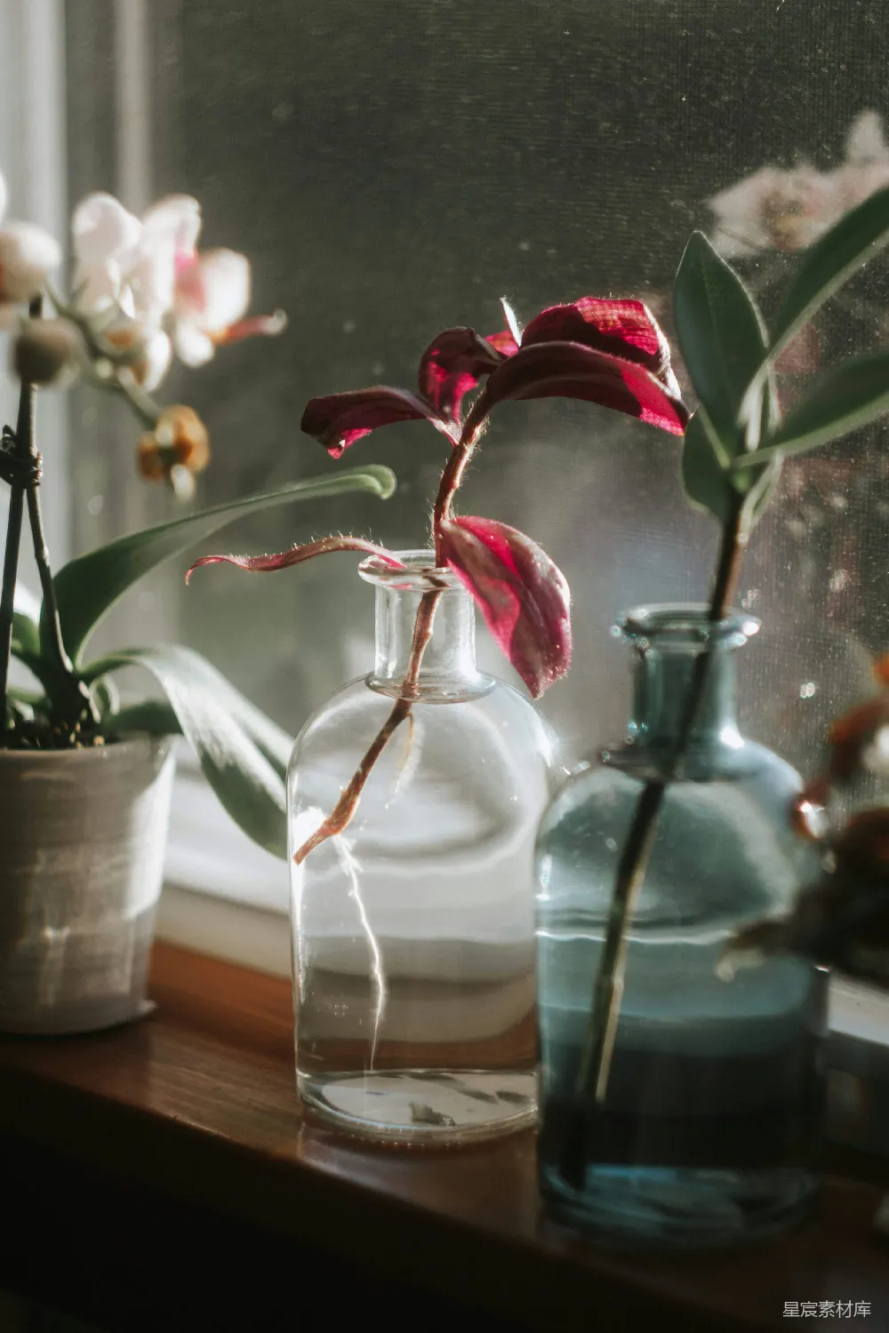 高清摄影 花瓶 绿植 自然 室内 装饰 窗边的花瓶与绿植