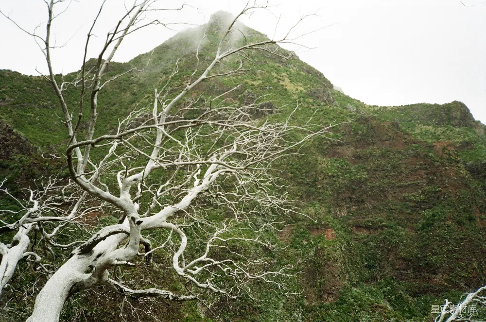 高清摄影 自然风光 荒凉之美 山脉 枯树 户外 枯树与绿山