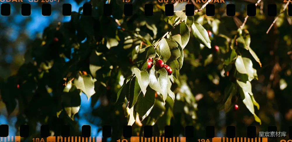 高清摄影 复古胶片 自然美景 绿叶红果 秋季风光 自然摄影 复古胶片效果下的绿叶与红果
