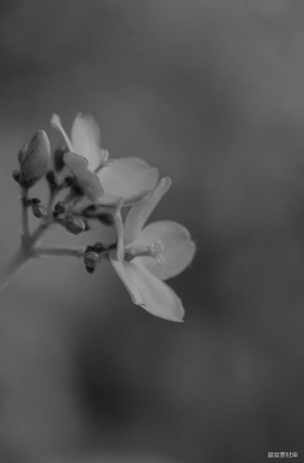 高清摄影 黑白摄影 花的美好 自然之美 简约风格 黑白花语