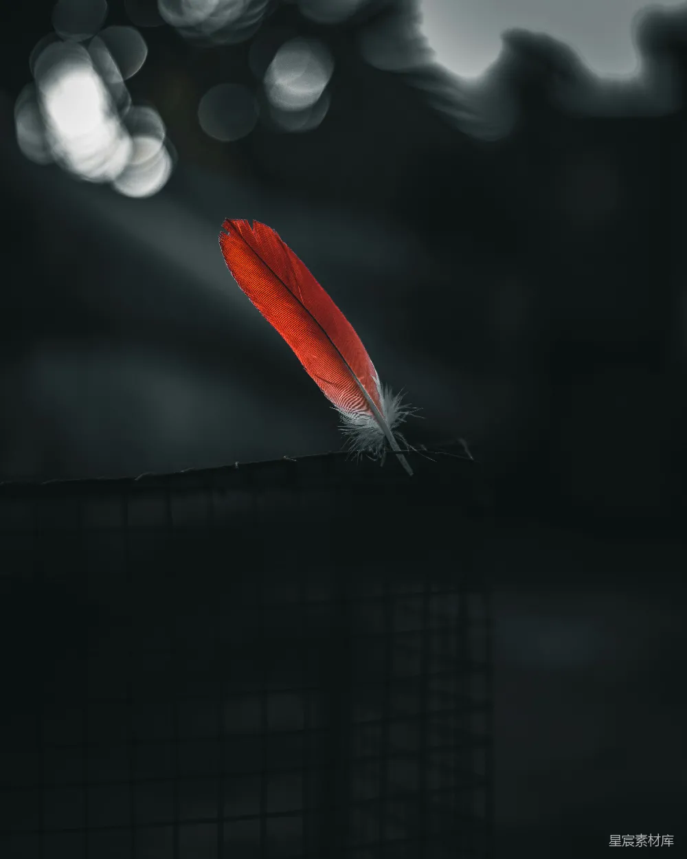 高清摄影 羽毛 夜景 艺术 静谧 自然 夜幕下的羽毛