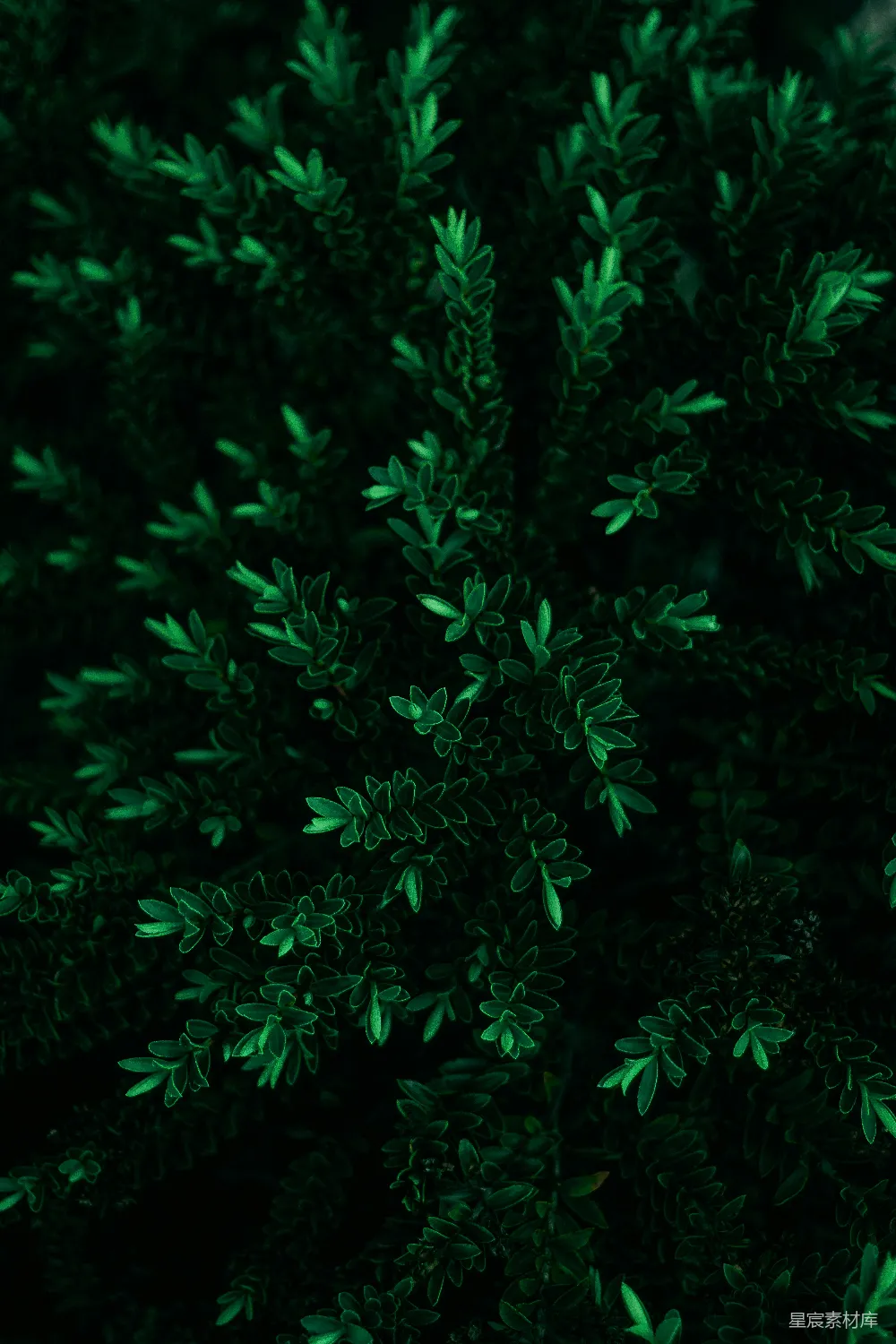高清摄影 植物 深绿 自然 植物特写 自然背景 深绿植物特写