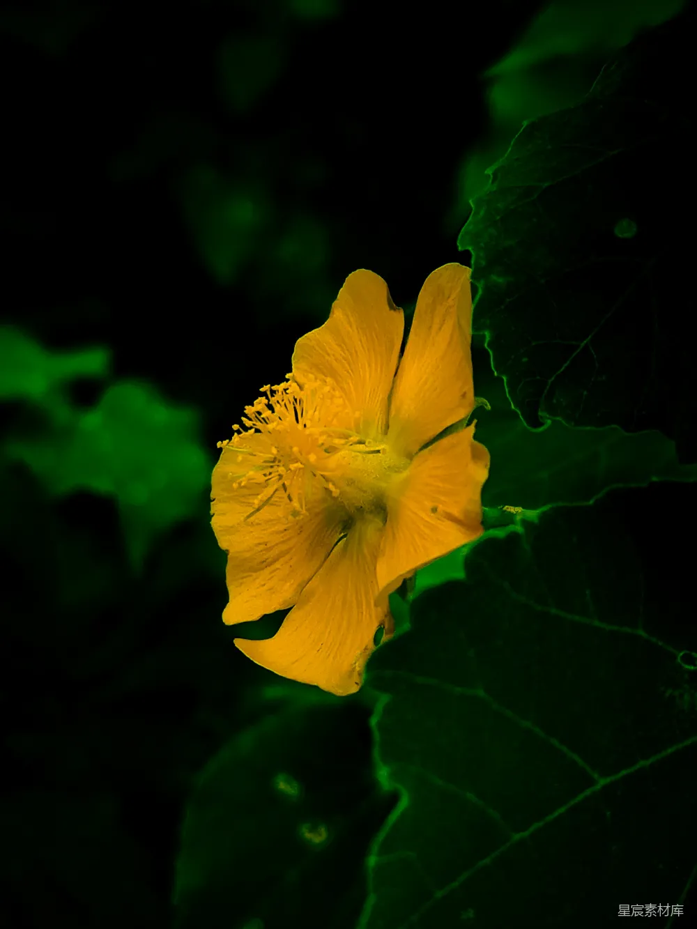 高清摄影 花朵 夜景 自然 植物 静谧 夜色中的黄色花朵